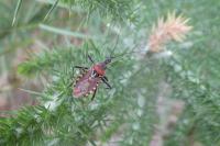 Rhynocoris erythropus