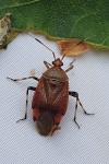 Deraeocoris olivaceus