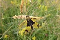 Libelloides longicornis