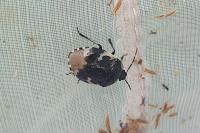 Tritomegas bicolor