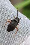 Capsus ater