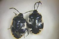 Tritomegas bicolor