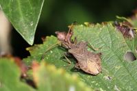 Coreus marginatus