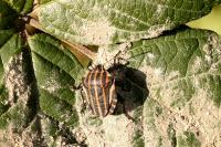 Graphosoma italicum