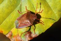 Piezodorus lituratus