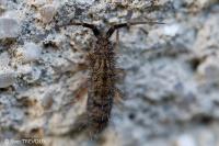 Orchesella villosa