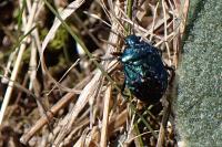 Zicrona caerulea