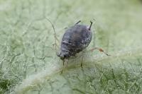 Dysaphis plantaginea