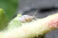 Dysaphis plantaginea