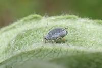 Dysaphis plantaginea