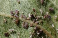 Dysaphis plantaginea