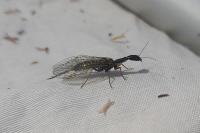 Subilla confinis