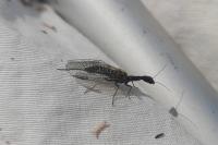 Subilla confinis