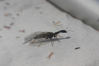 Subilla confinis