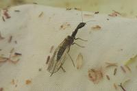 Subilla confinis