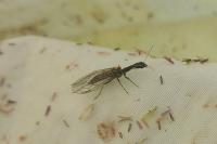 Subilla confinis