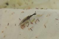 Subilla confinis