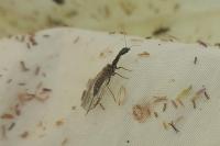 Subilla confinis