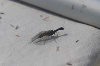 Subilla confinis
