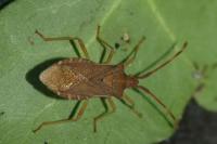 Gonocerus acuteangulatus