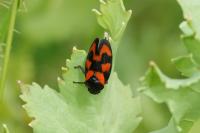 Cercopis vulnerata