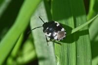 Tritomegas bicolor