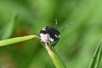 Tritomegas bicolor