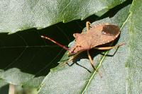 Gonocerus acuteangulatus
