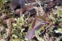 Acanthosoma haemorrhoidale
