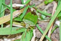 Palomena prasina
