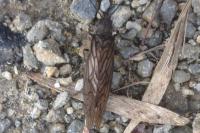Sialis lutaria