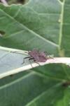 Coreus marginatus