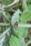 Deraeocoris ruber