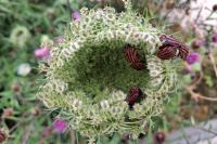 Graphosoma italicum