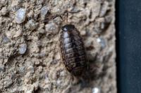 Philoscia muscorum