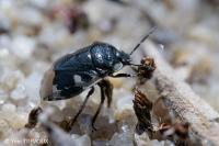 Tritomegas bicolor