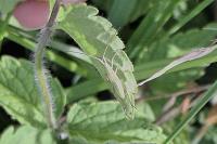 Notostira elongata