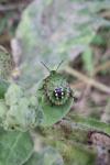 Nezara viridula