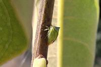 Stictocephala bisonia