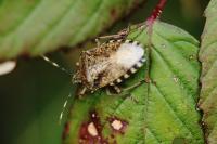 Rhaphigaster nebulosa