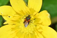 Oxycarenus lavaterae