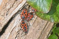 Pyrrhocoris apterus