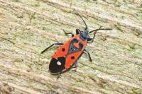 Melanocoryphus albomaculatus