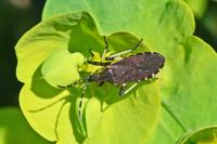 Dicranocephalus medius