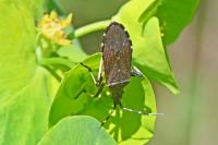 Dicranocephalus medius