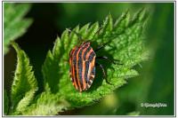 Graphosoma italicum