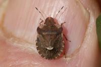 Dyroderes umbraculatus