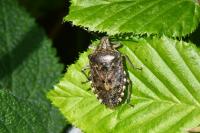 Rhaphigaster nebulosa