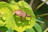 Haploprocta sulcicornis