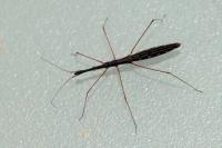 Hydrometra stagnorum